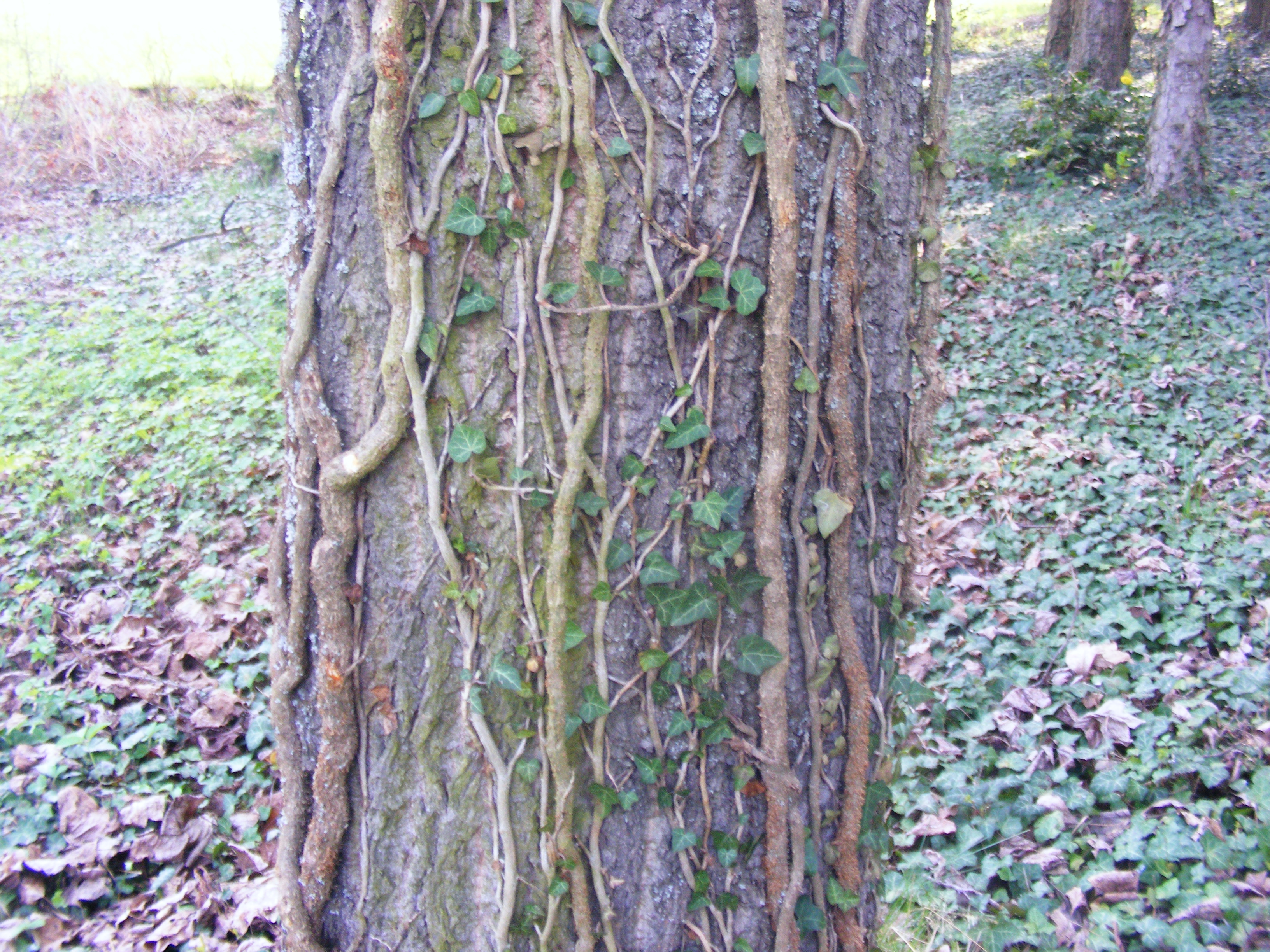 Obrázok 076.jpg